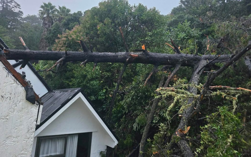 Downed tree at Waiwera