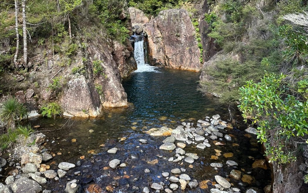Wharekirauponga Forest.