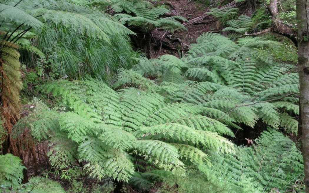 Cyathea dealbata (Silver fern). Mature plants with fronds held horizontally.