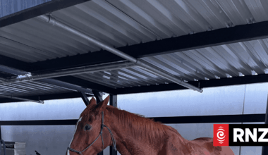 Giddy up: Police officer opts for horsepower to get to work