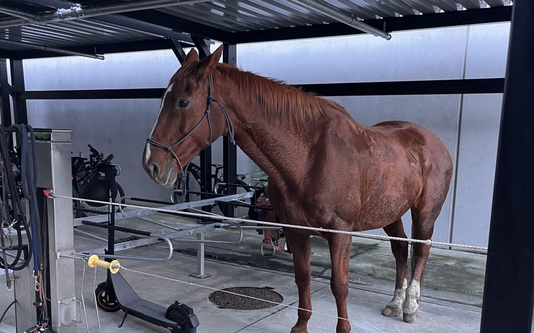 A police staffer rode a horse to work on Thursday.