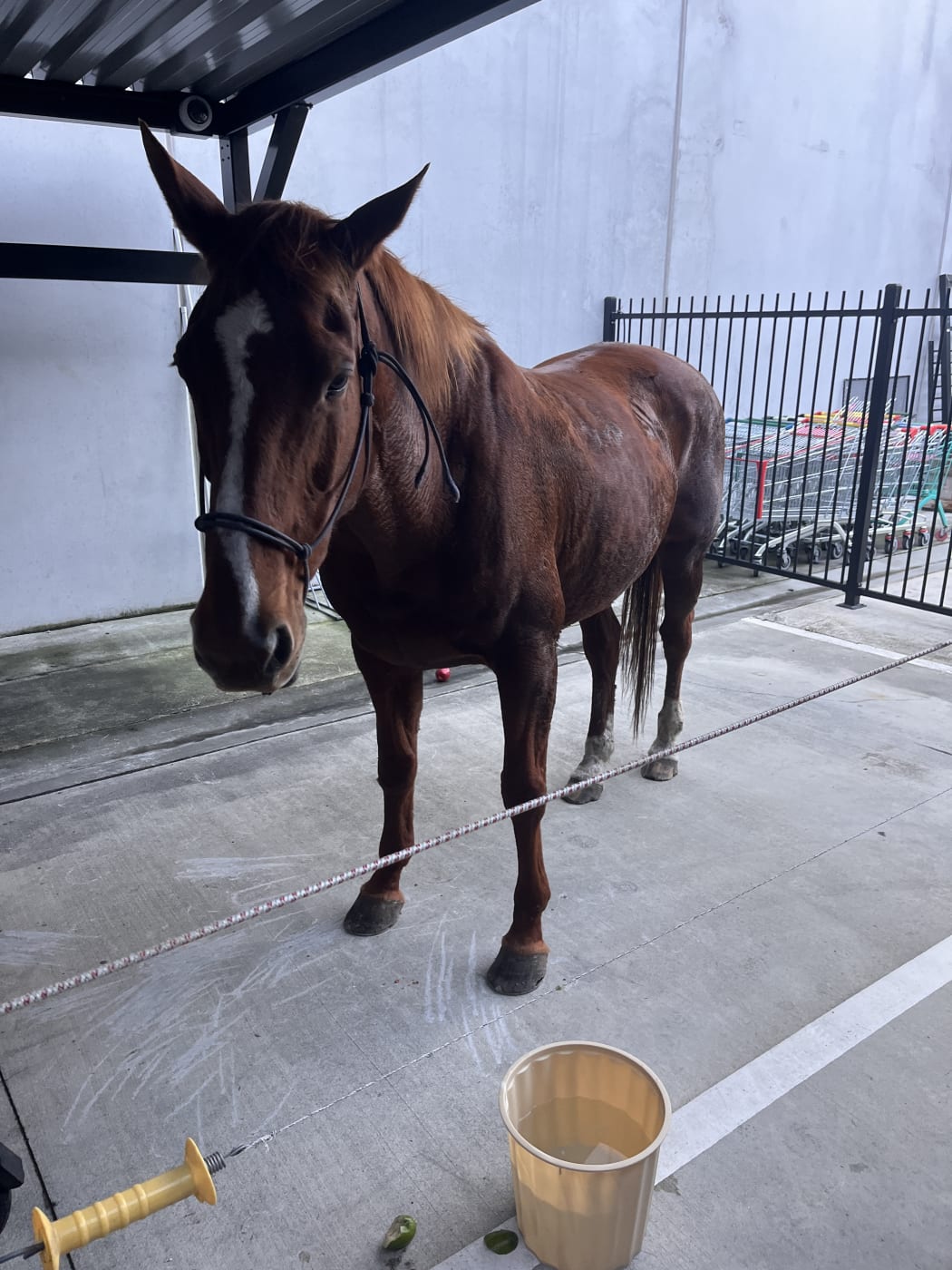 Kitty the horse was saddled up with the bicycles for about an hour at Christchurch Central Police Station.