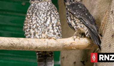 Zoo talks boost Ngāmotu natives in Conservation Week