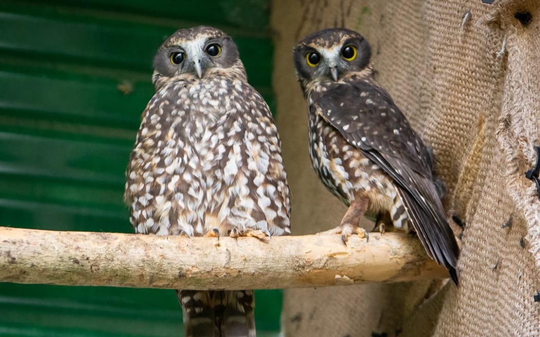 The zoo's ruru Lulu and Tane feature in daily talks for Conservation Week (Te Korimako o Taranaki).