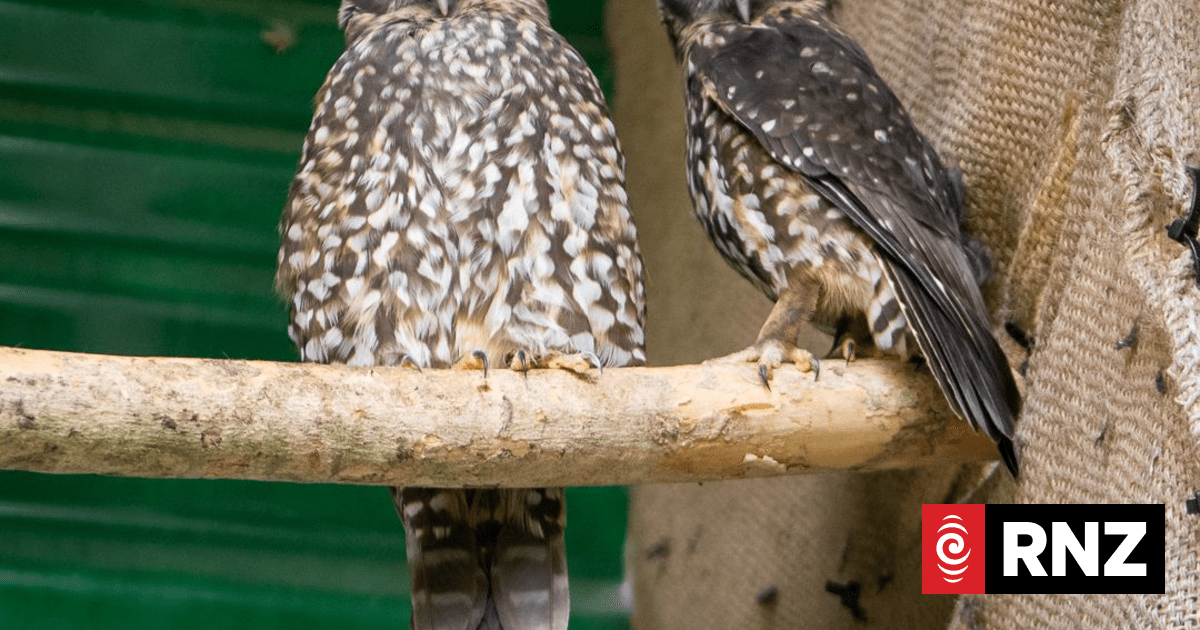 Zoo talks boost Ngāmotu natives in Conservation Week