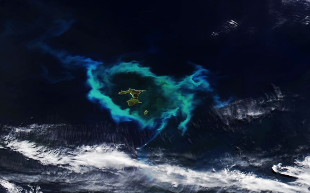 A photo of a glowing ring of phytoplankton surrounding Chatham Island taken from space.