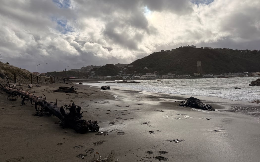 A dead cow washed up on Island Bay Beach in Wellington.
