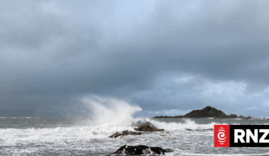 Dead cow washes up on Island Bay beach after storm