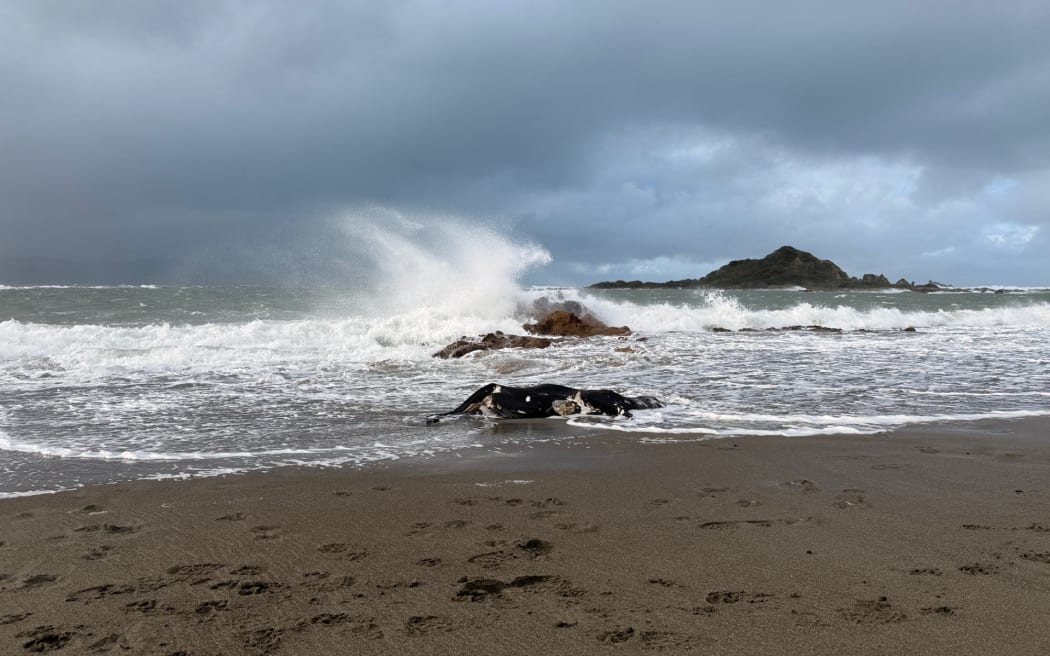 A dead cow washed up on Island Bay Beach in Wellington.