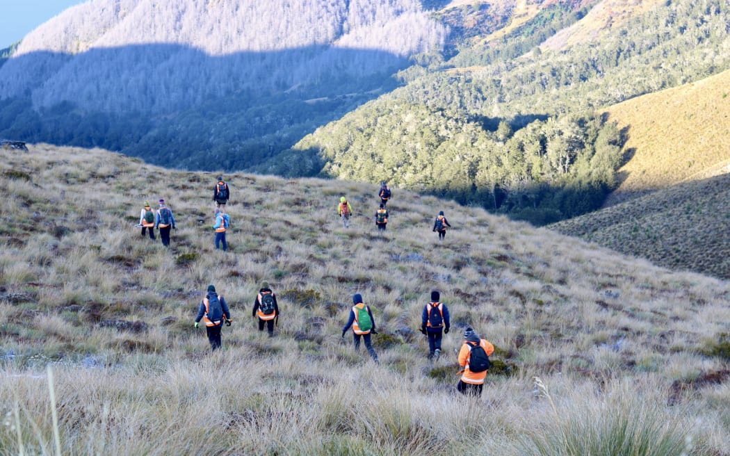 Volunteers clearing wildings on Ben Lomond Saddle, with wildings cleared by helicopter in the distance.
