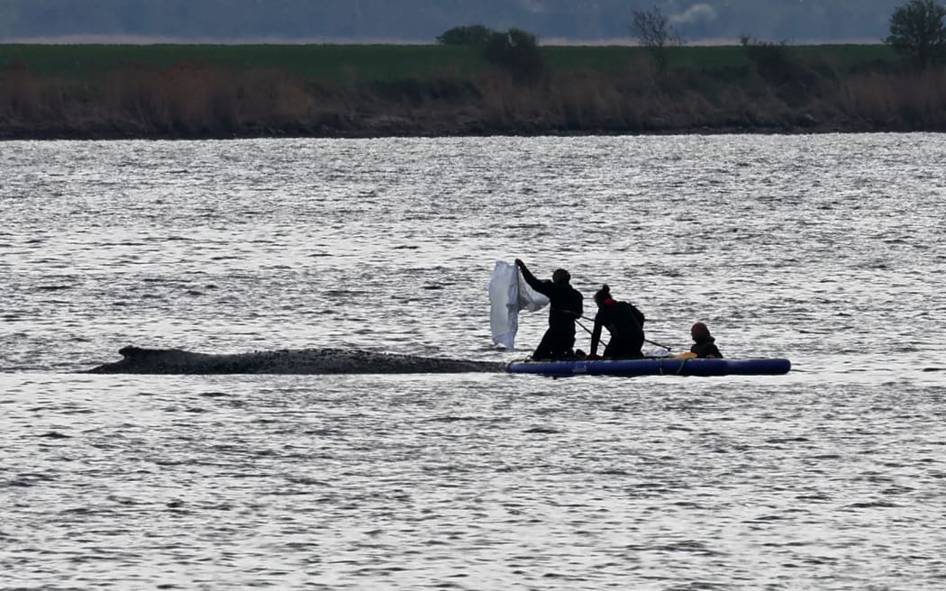 18 April 2026, Mecklenburg-Western Pomerania, Kirchdorf: The stranded humpback whale off the island of Poel is covered with cloths by helpers to protect it from the sun and dehydration. A new rescue attempt is to be made for the humpback whale stranded near Wismar. The concept is to be implemented by a private initiative. Photo: Bernd Wüstneck/dpa (Photo by BERND WUSTNECK / dpa Picture-Alliance via AFP)