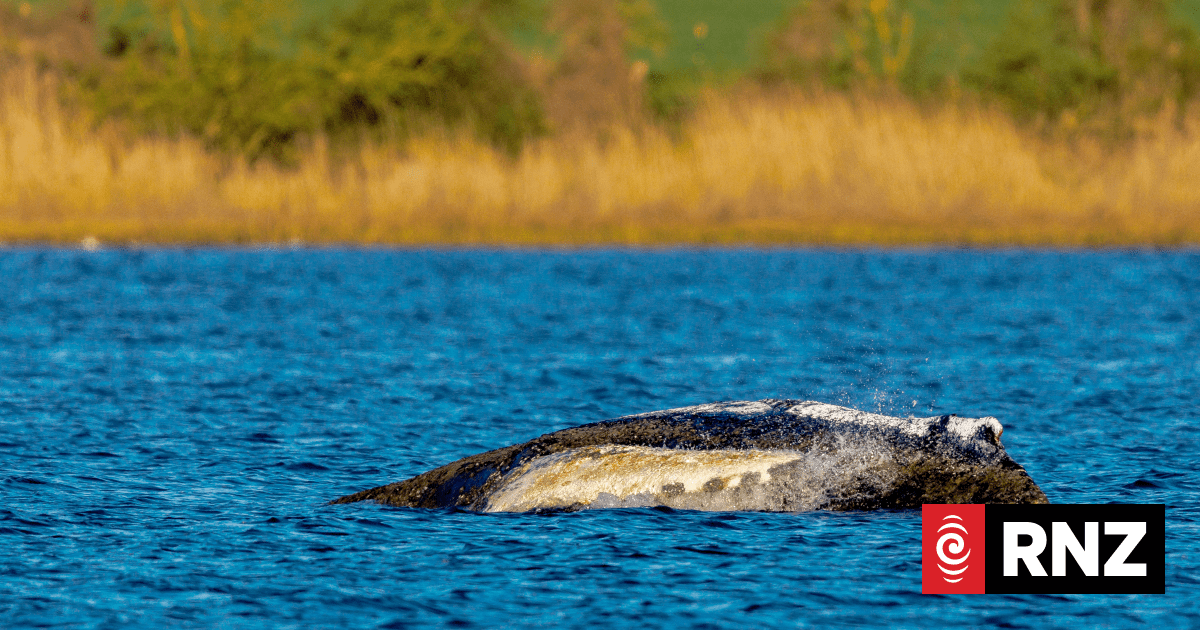 Whale strandings draw emotional responses. But repeated rescues can cause more harm
