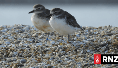 Pukinui population climbs sharply after controversial 1080 drop on Stewart Island