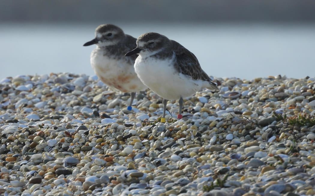 A pair of pukunui flocking at Awarua Bay.