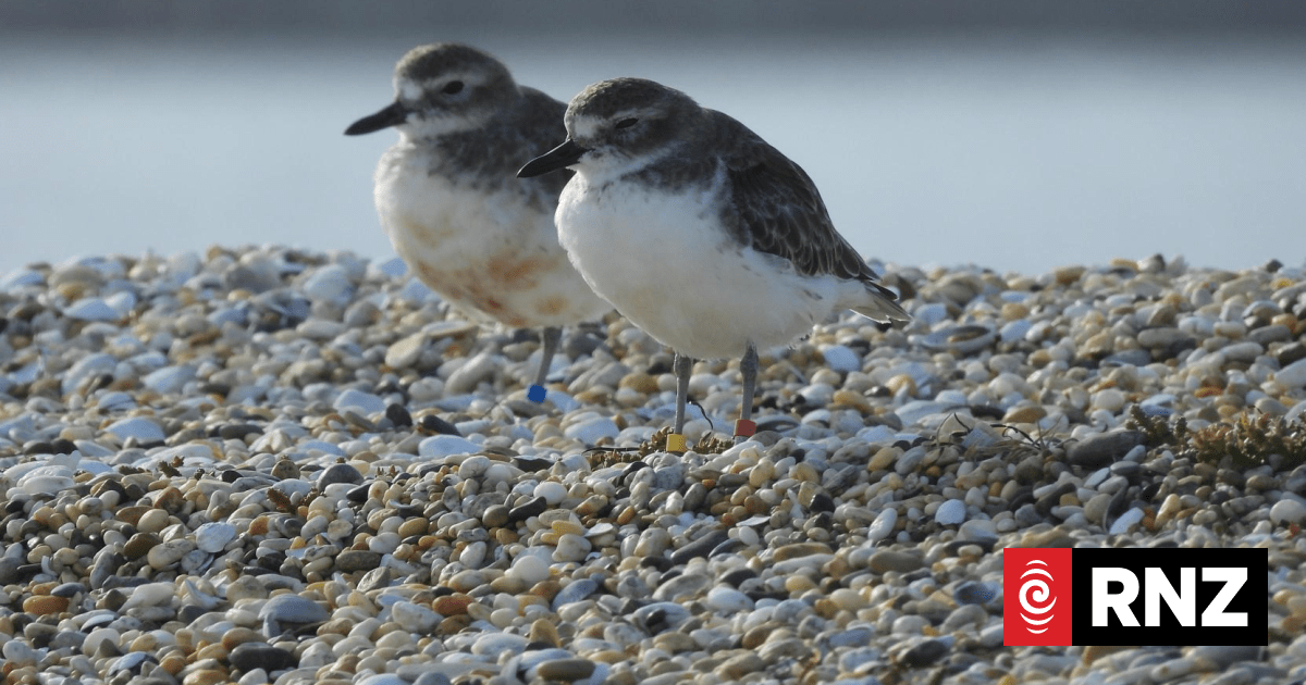 Pukinui population climbs sharply after controversial 1080 drop on Stewart Island
