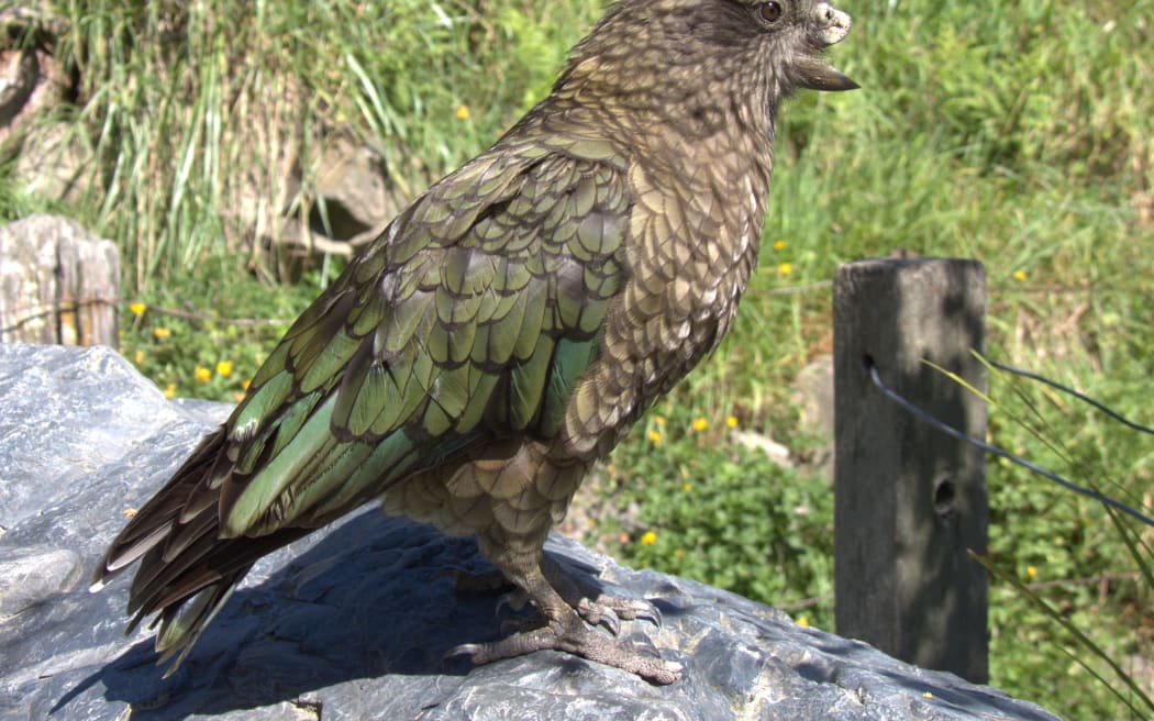 Bruce the disabled kea has achieved social dominance with an innovative fighting technique.