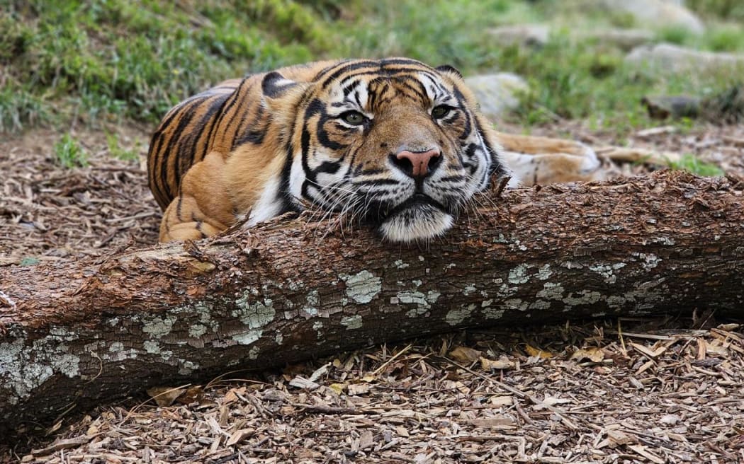 Wellington Zoo's Sumatran Tiger Bashii.