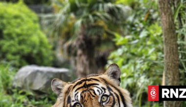 Wellington Zoo's Sumatran tiger Bashii dies