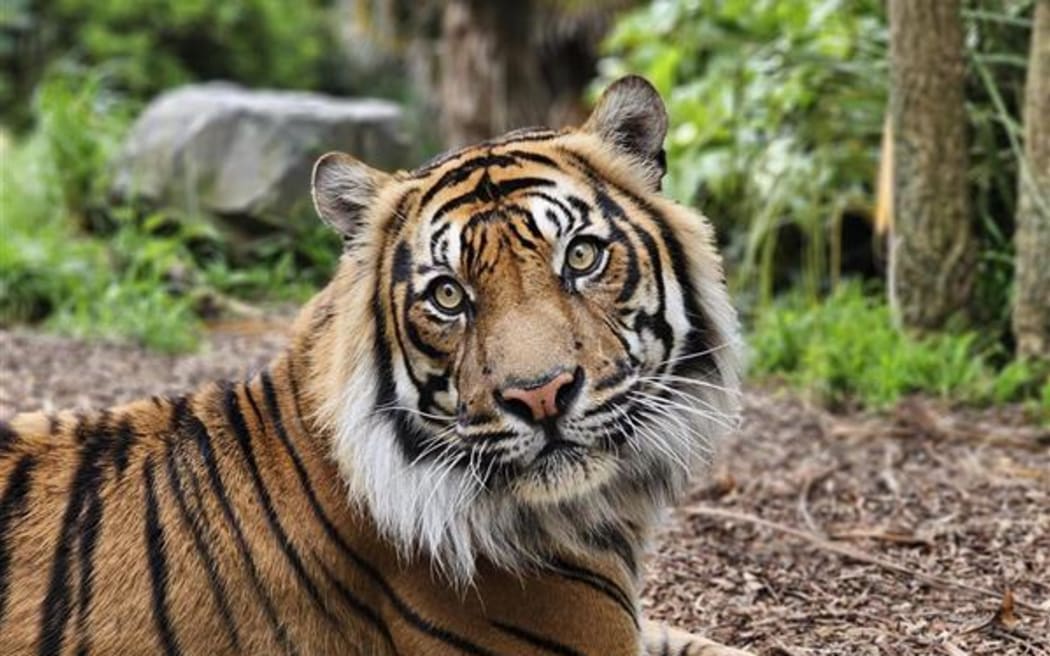 Wellington Zoo's Sumatran Tiger Bashii.