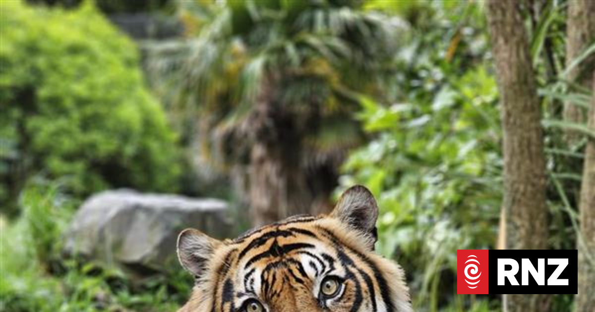 Wellington Zoo's Sumatran tiger Bashii dies