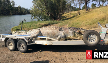 2032 Olympic Games organisers not weighing alternatives to crocodile habitat for rowing