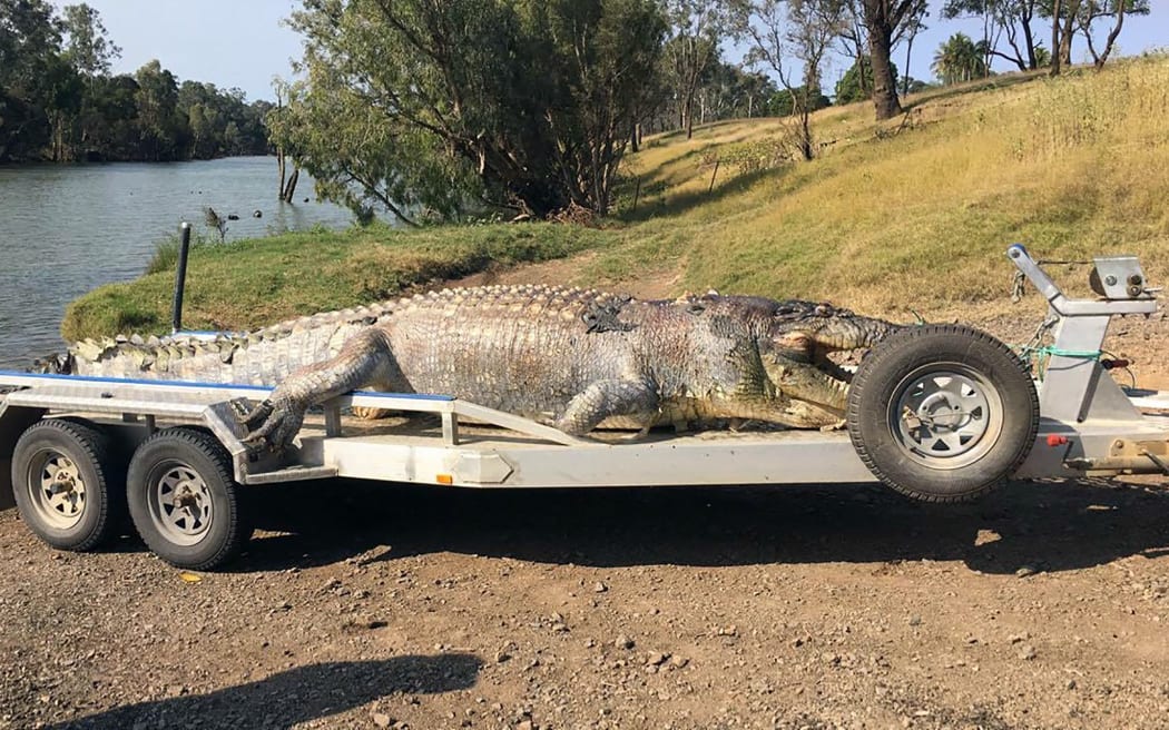 A 5.2-metre male crocodile found in a creek along the Fitzroy River near Rockhampton.