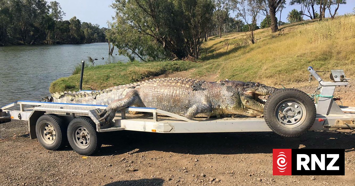 2032 Olympic Games organisers not weighing alternatives to crocodile habitat for rowing