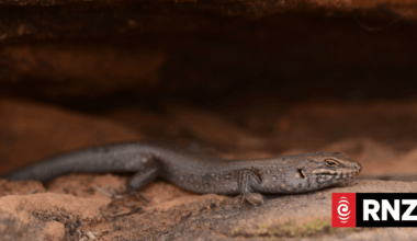 Australia's rarest reptile, the kungaka skink, found in far west NSW national park