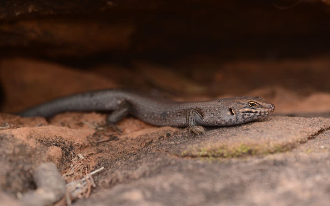 With fewer than 20 kungaka recorded at the national park, the skink has been labelled Australia's rarest reptile.