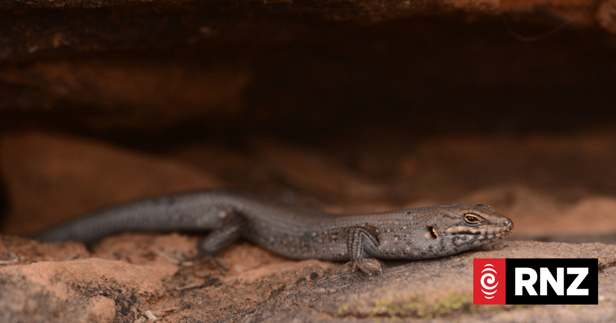 Australia's rarest reptile, the kungaka skink, found in far west NSW national park