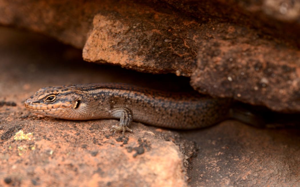 With fewer than 20 kungaka recorded at the national park, the skink has been labelled Australia's rarest reptile.