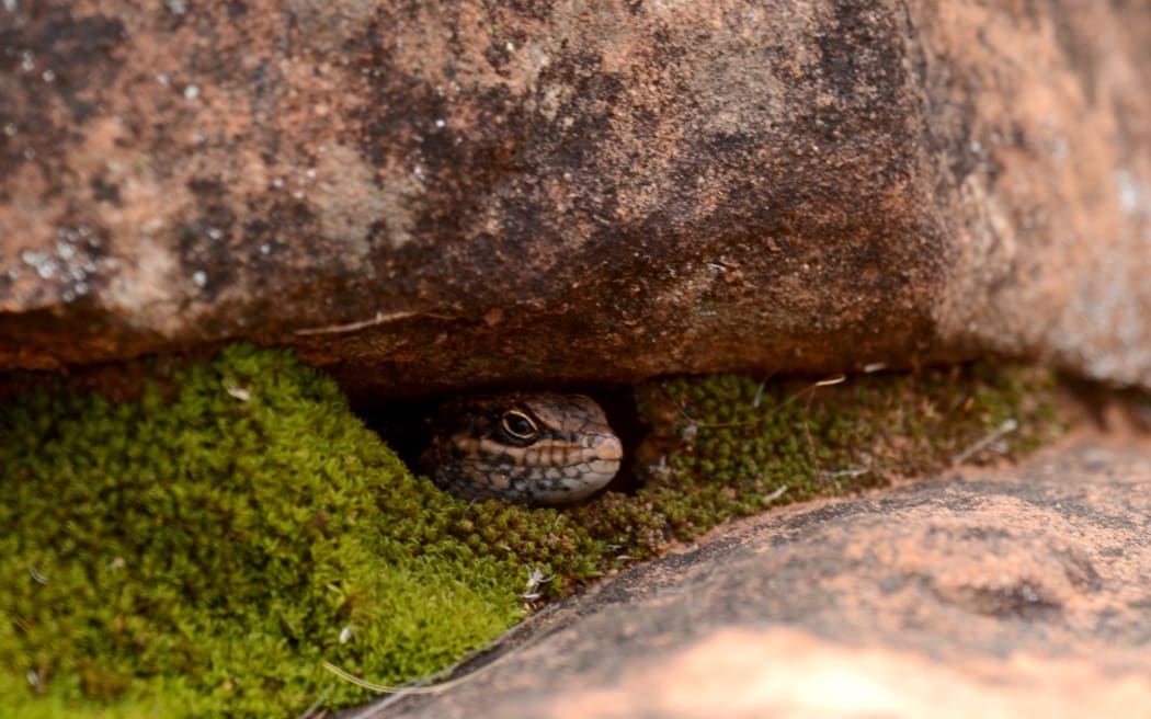 With fewer than 20 kungaka recorded at the national park, the skink has been labelled Australia's rarest reptile.