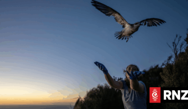 Auckland's Sky Tower, Harbour Bridge lights dimmed to help fledgling Cook's petrels