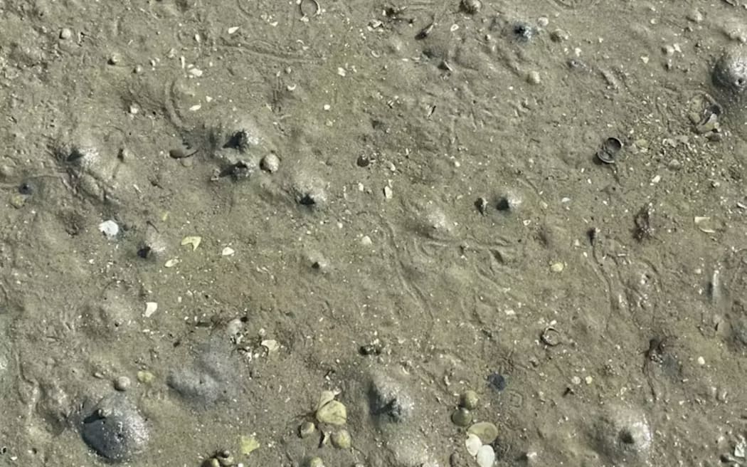 Surface signatures of bioturbation - single use