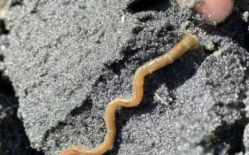 The humble bamboo worm - single use