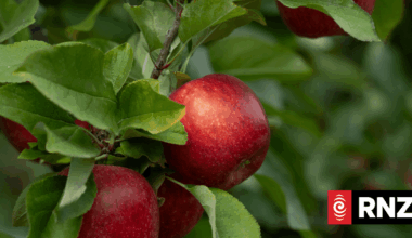 'No mean feat': Envy apples surpass $1 billion in global sales