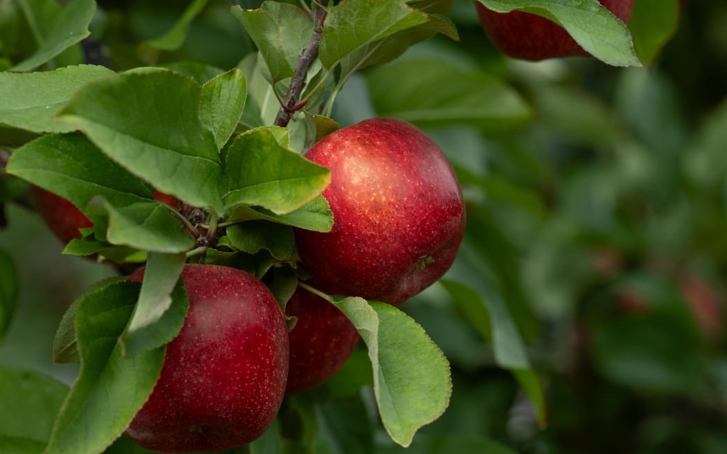 The Envy apple was first bred in 1985 by the Bioeconomy Science Institute (then part of DSIR) before being exclusively commercialised globally by T&G.
