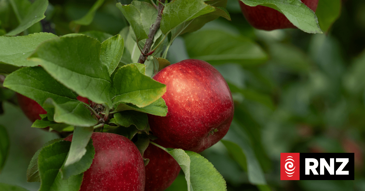 'No mean feat': Envy apples surpass $1 billion in global sales