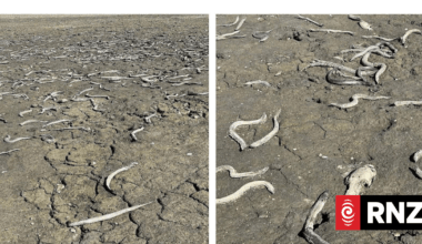 ‘Devastating’ scenes as wildlife lay dead on dry lakebed in Manawatū