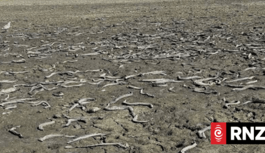 Department of Conservation, Horizon Regional Council investigate drying of Pukepuke Lagoon