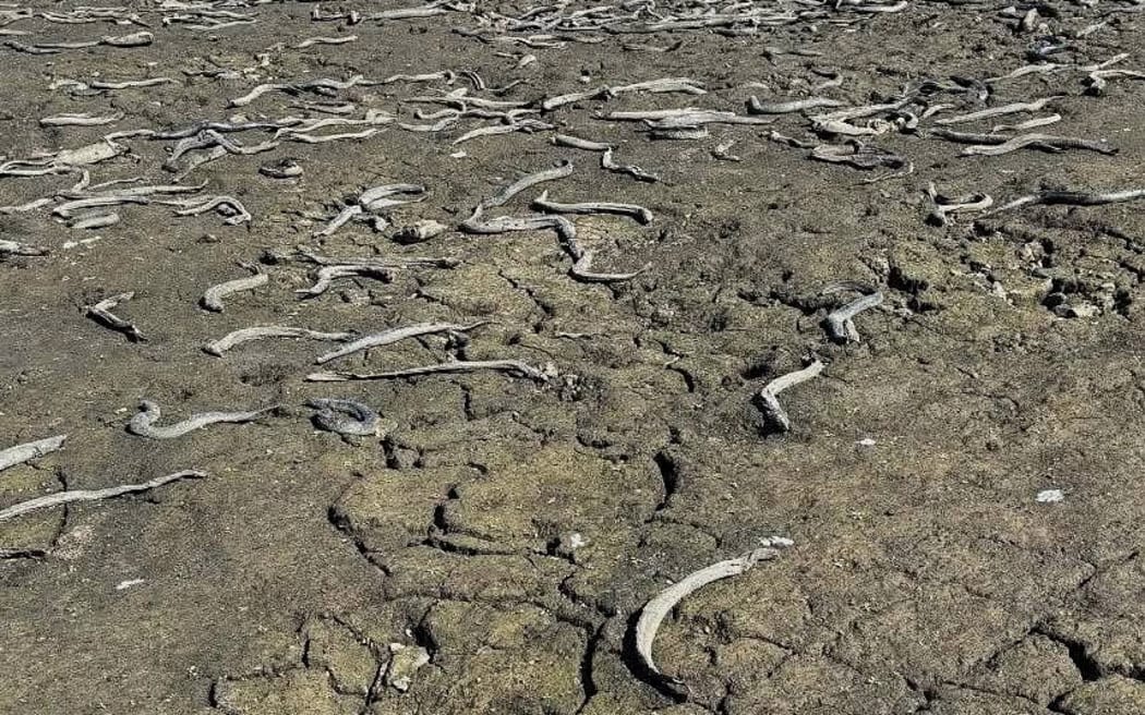 Pukepuke Lagoon - dead eels