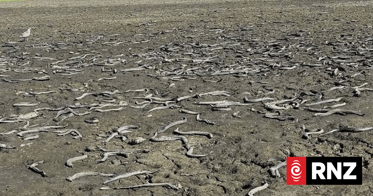 Department of Conservation, Horizon Regional Council investigate drying of Pukepuke Lagoon
