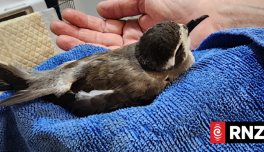 'A seabird shouldn’t be in your garden’, and more storm advice