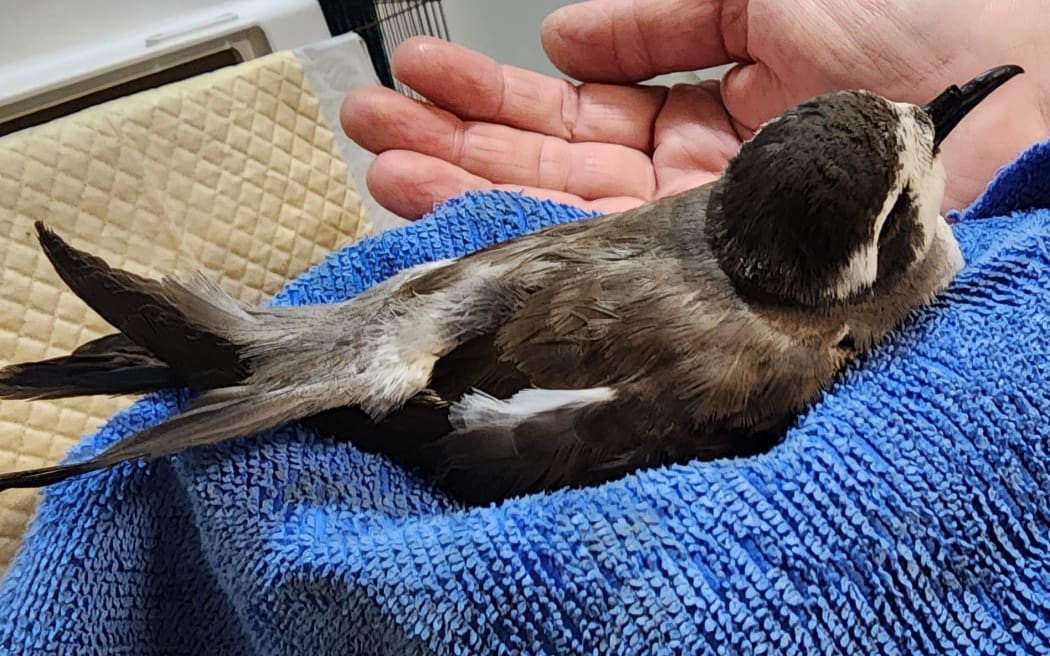 A white faced storm petrel rescued by Ngahuia wild bird rescue.