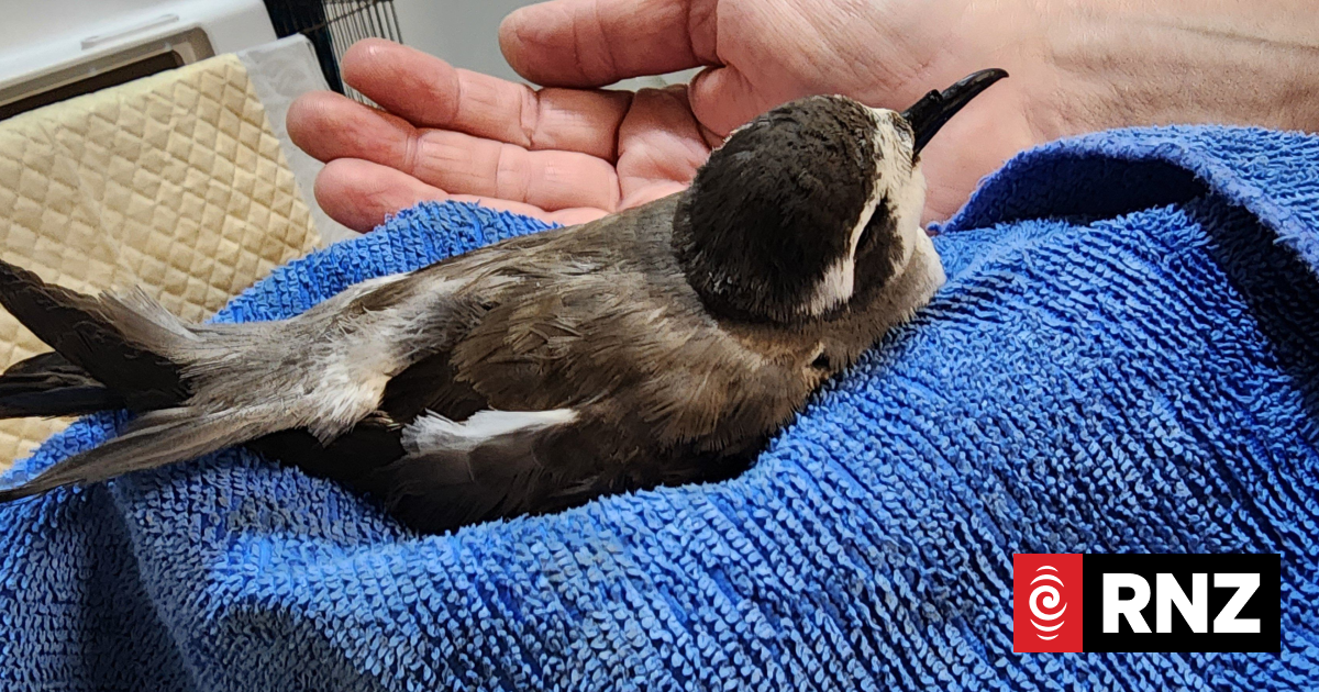 'A seabird shouldn’t be in your garden’, and more storm advice