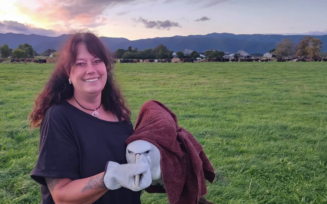 Danielle Hill, of Ngahuia Wild Bird Rescue, with a rescued albatross. Hill advises people finding wild birds in trouble after the recent storm, to contact either DOC or their local wild bird rescue centre.