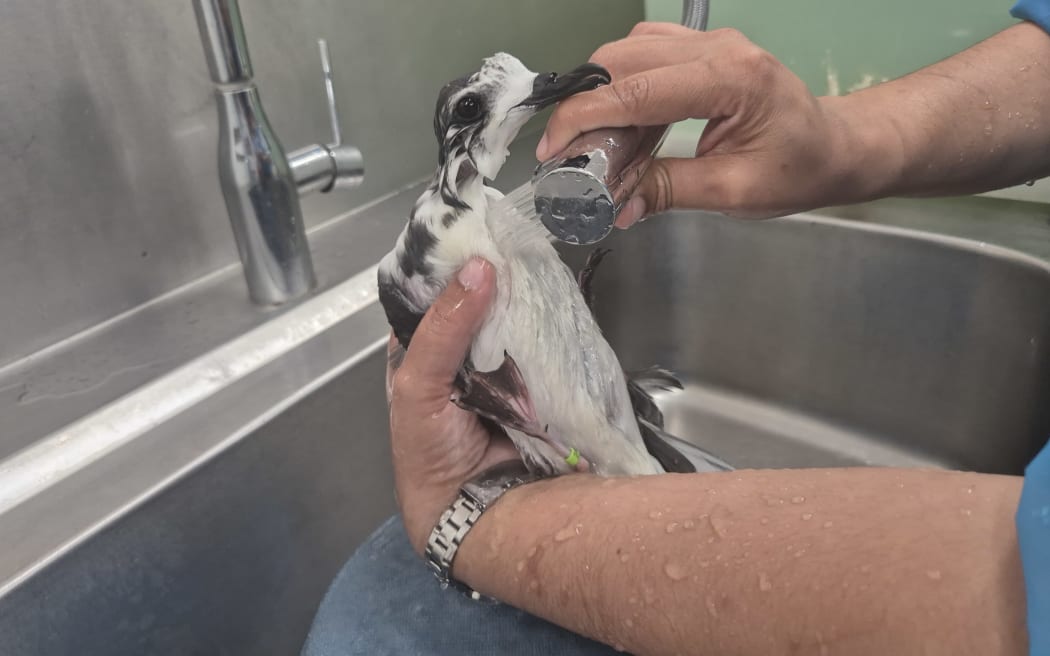 A fledgling Cook's Petrel being given a bath to restore its waterproofing.