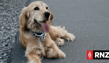 Ashburton dog fees to rise 7 percent after freeze bid fails