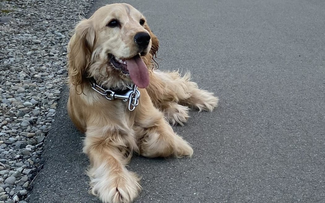 Ashburton District Council rejected a bid to freeze dog registration fees, keeping 7 percent annual increases in place as the savings for dog owners would have transferred to all ratepayers to fund the consultation process it triggered.