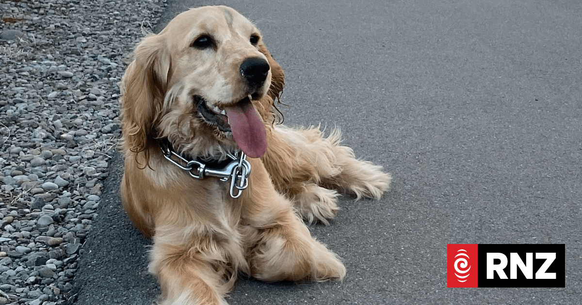 Ashburton dog fees to rise 7 percent after freeze bid fails